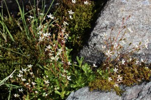 saxifraga stellaris (3) (1200 x 800).jpg